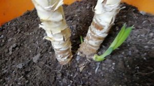 Не бойтесь формировать свои Юкки и Драцены