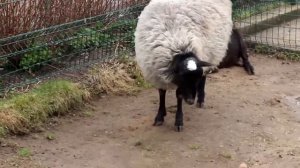 Животные Ярославского зоопарка. 02,05,2018г.