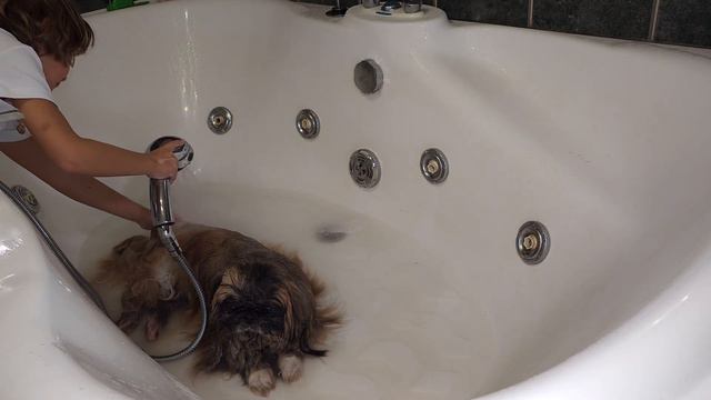 Собака-чистяка | Принимает ванну! И Хрюкает!!! | A clean dog | A #dog calmly takes a bath! смотреть онлайн