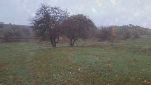 Осенние грибы / Грибы в октябре / Рядовка лиловая / Самые вкусные грибы смотреть онлайн