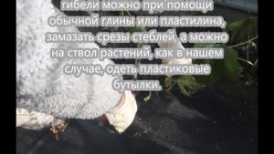 Готовим дельфиниум к зиме.