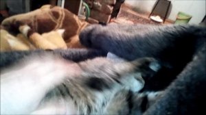 кошка и женщина!лайфхак для женщин!