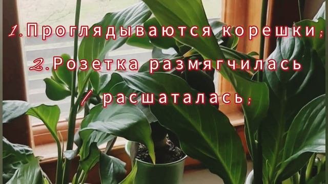 #Пересадка и деление Спатифиллума. Можно ли пересаживать во время цветения?