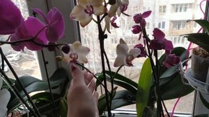 Фаленопсисы. Револьверное цветение. Мультифлоры. И  нужно ли обрезать цветоносы после цветения