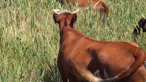 Коровы пасутся на лугу