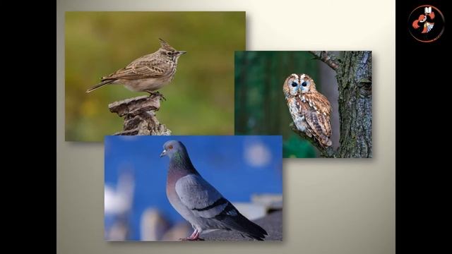 "День сони": летний праздник смотреть онлайн