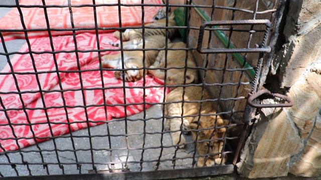 Фото с малышами! ЗооСказка. Ялта. Крым. смотреть онлайн