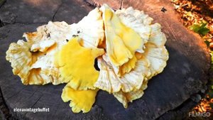 ВСТРЕТИЛА В ЛЕСУ?? ГРИБ-ТРУТОВИК / ТСЖ, куриное мясо, куриный гриб ??