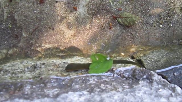 MVI пиявка и рачок бокоплав смотреть онлайн