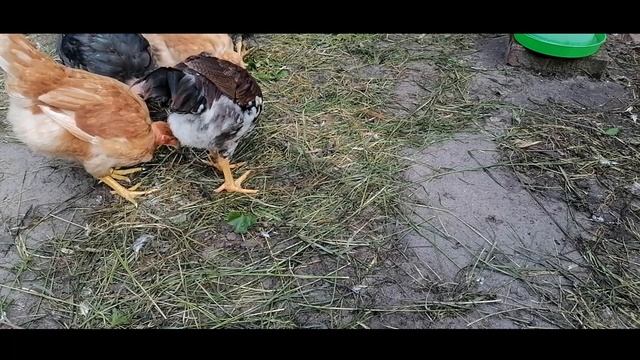 Кормление мясо-яичных цыплят./ цветной бройлер ,будущие несушки голошейки и доминанты/утро в лесу