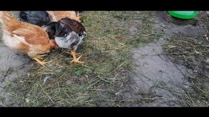 Кормление мясо-яичных цыплят./ цветной бройлер ,будущие несушки голошейки и доминанты/утро в лесу