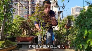 Methods of deworming and sterilizing bonsai in winter|冬の盆栽の駆虫・殺菌方法|冬季盆景除蟲滅菌的方法