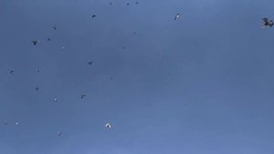 Большая  стая  ПАКИСТАНСКИХ  голубей!