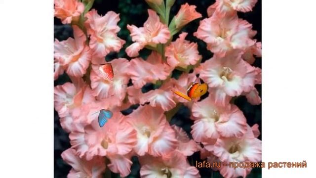 Гладиолус гофрированный Раффлд Пинк (gladiolus) ? обзор: как сажать, луковицы гладиолуса Раффлд Пин