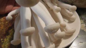 Сбор грибов шимеджи, опят в домашних условиях