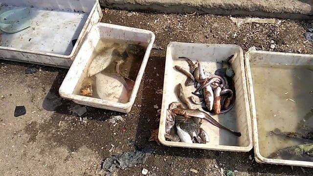 Китайские рыбаки - Жёлтое море