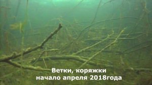 Ветки и коряжки. Апрель 2018г.