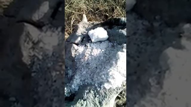 Соль (подкормка для кабанов смотреть онлайн