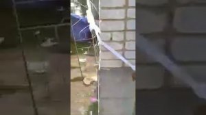 В Умань прибывают хасиды