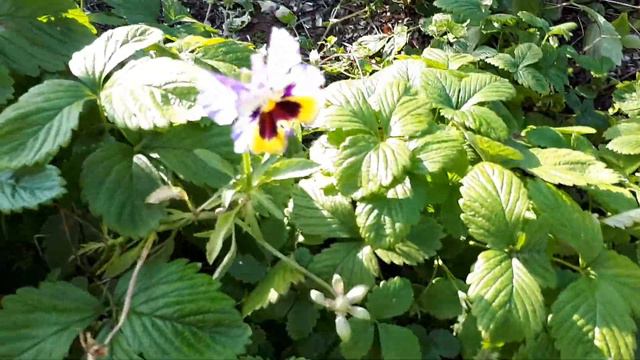 Виола. Анютины гразки. Повторяют ли они свои сортовые качества ? смотреть онлайн