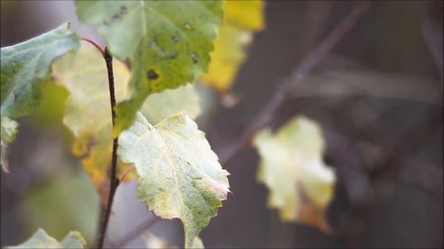 Soligor Zoom Macro 75-205mm f/3.5 (Image quality filming) (M42) смотреть онлайн