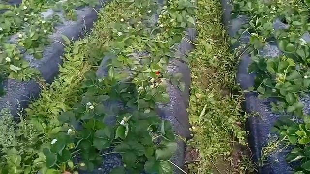 Клубника сорта Хадемар на 50 день посадки смотреть онлайн