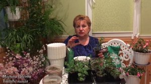 Фуксия. Все важные советы о ней.