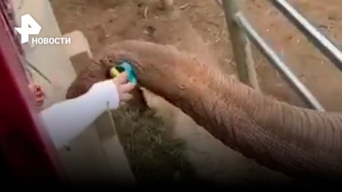 Слон в зоопарке Китая вернул девочке упавшую в его вольер туфельку