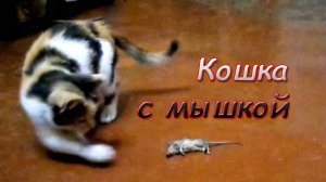 кошка с мышкой.mp4