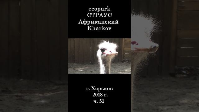 █ ЭкоПарк Харьков ч.51 / СТРАУС Африканский / 2018 г.  #shorts