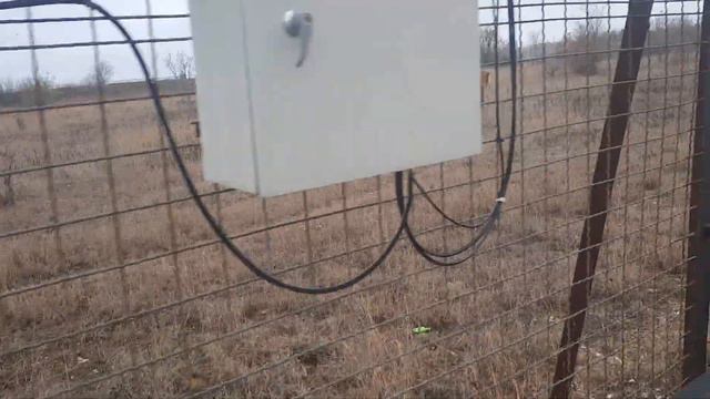 Парк львов Тайган. Чук делает утренний обход саванны смотреть онлайн