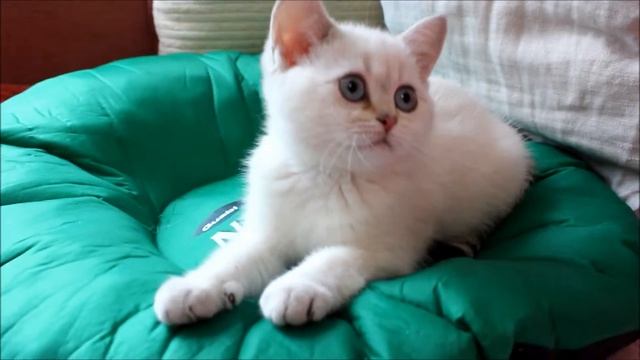 британская кошечка, золотая шиншилла пойнт