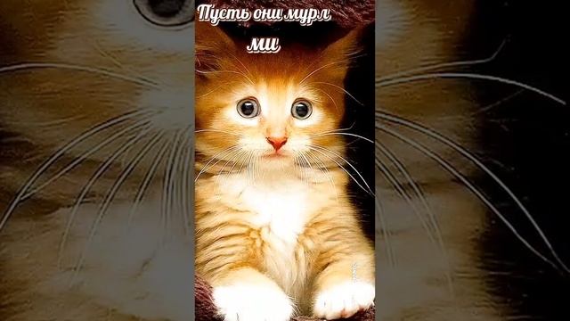 1 марта День кошек...