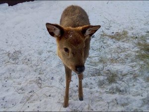 2019-02-03-Африка