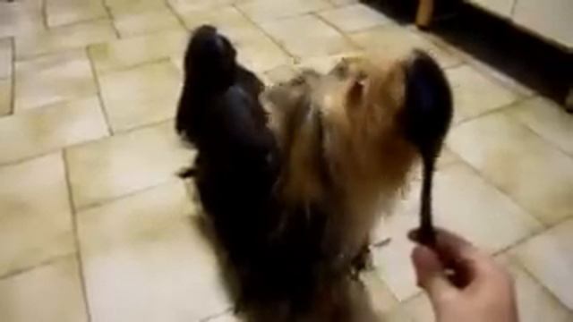 Kira yorkie and her dog treats. Кира йорк и вкусняшка смотреть онлайн