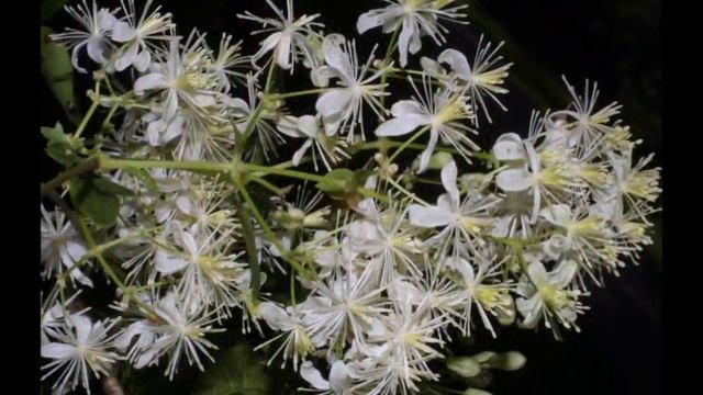 Harry Hewitt "The Book of Flowers" - #66 "Virgin's Bower" Zoya Zarukin, Yamaha electronic piano смотреть онлайн