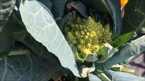 Когда и как проводить сбор урожая цветной капусты.