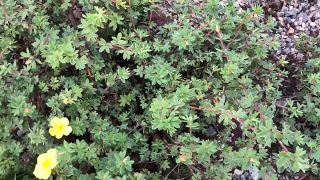 Цветущие многолетники в середине июня в моем саду смотреть онлайн