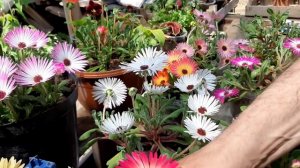 ХРУСТАЛЬНАЯ РОМАШКА?ПРИНЦЕССА НА ВАШЕЙ КЛУМБЕ цветет все лето