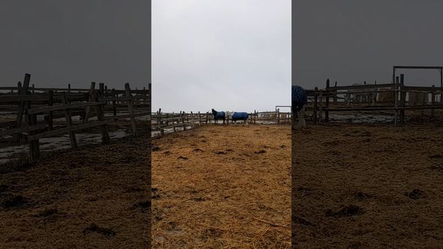 Что сегодня. Погода дождь