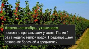 Бизнес идея выращивание смородины видео
