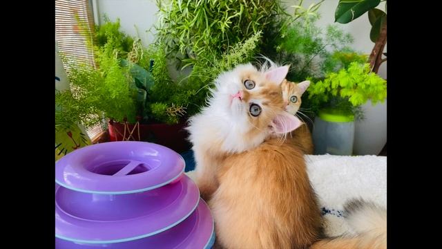 ?ЗОЛОТЫЕ КОТЯТА БРИТАНЦЫ?БОЛЬШИЕ И МАЛЕНЬКИЕ?GOLDEN KITTENS?