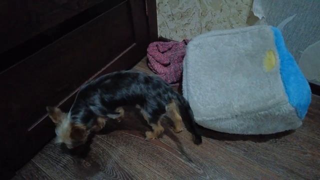 Нашей собачке Элис исполнилось 6 месяцев ! смотреть онлайн