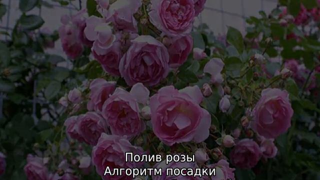 Роза Жасмина смотреть онлайн