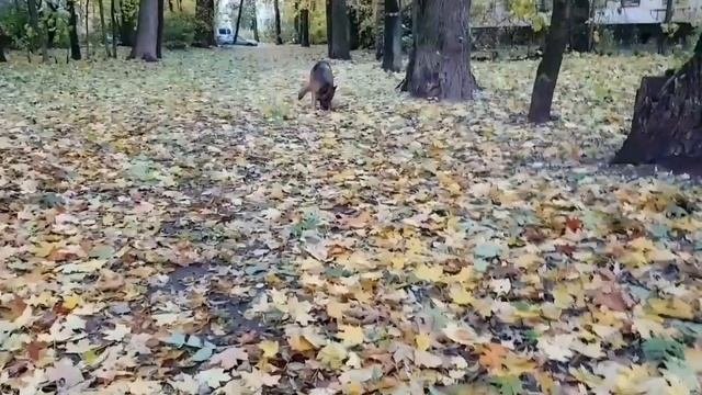 Примавера)