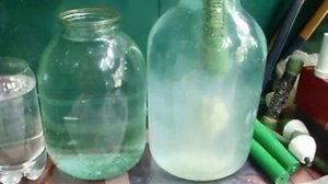 ловля толстолобика  заменитель технопланктона