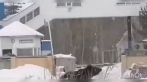 Медведь в Нижневартовске (18+ мат)