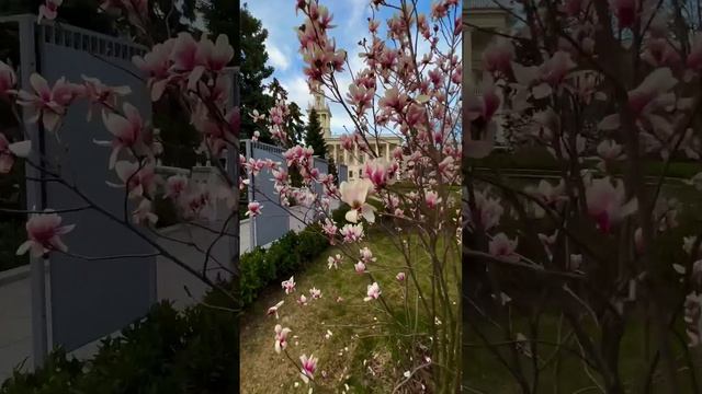 Магнолия в Севастополе