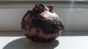 Луковица геоцинта