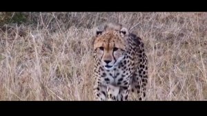 Кения сафари#животные#гепард#африка